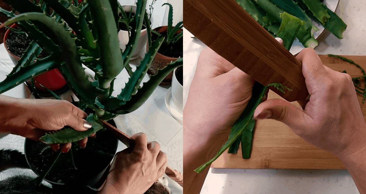 обработка листьев