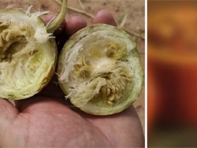 Генно-модифицированные продукты