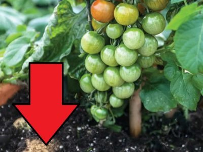 Гибрид помидора и картофеля