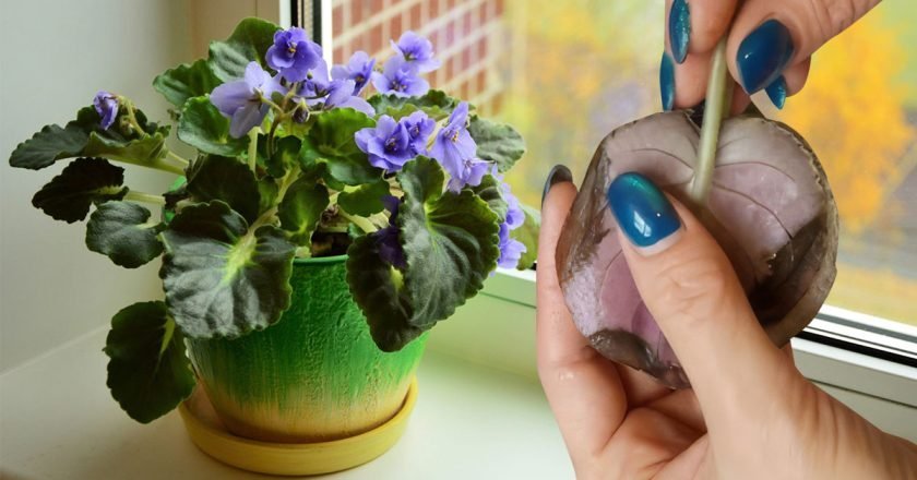 гниют листья фиалки