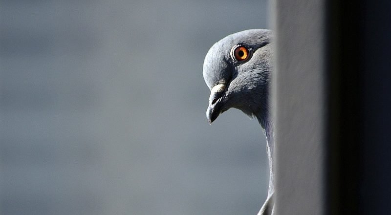 голубь смотрит на человека