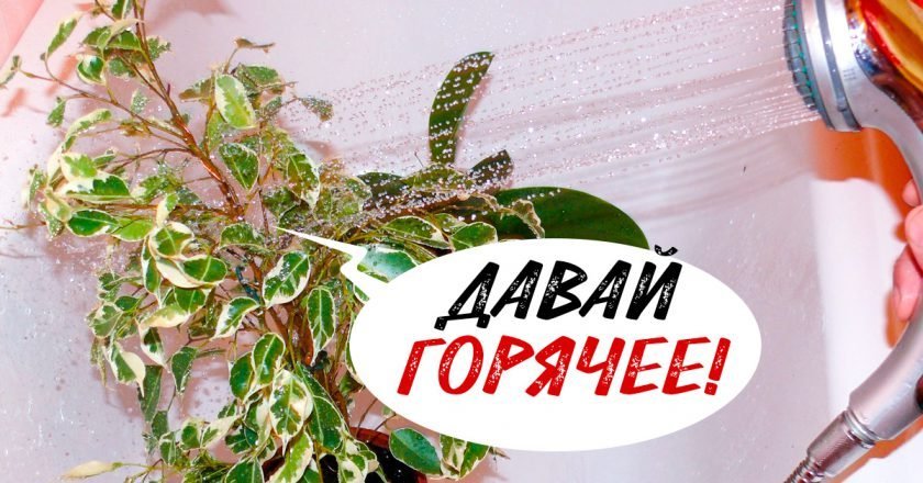 Горячий душ для растений