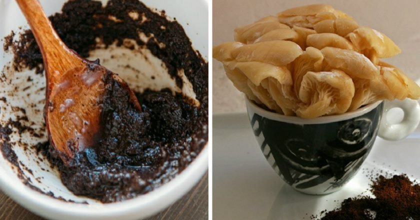 грибы на кофейной гуще