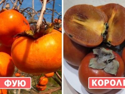 Хурма: описание лучших сортов