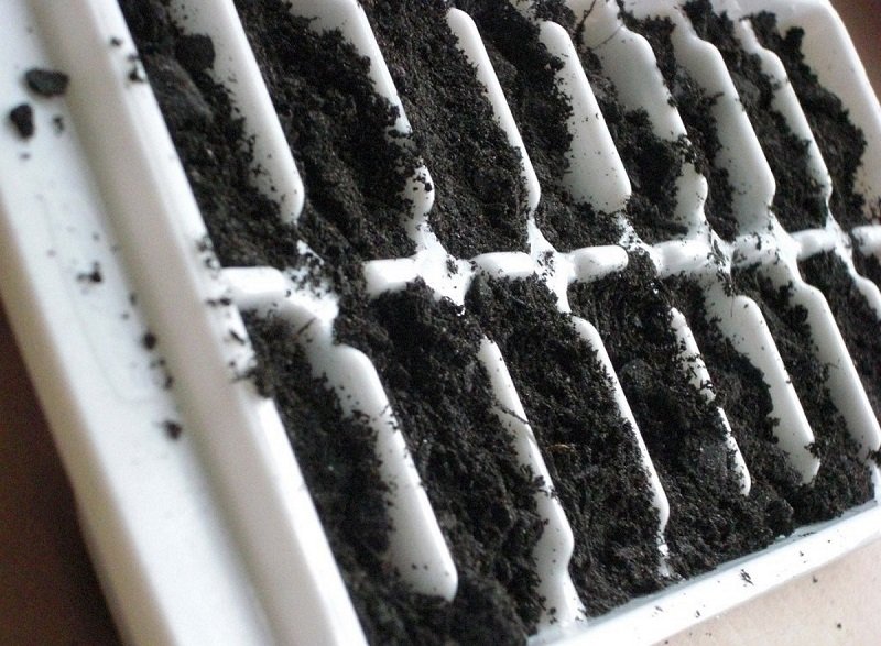 лоток с землей