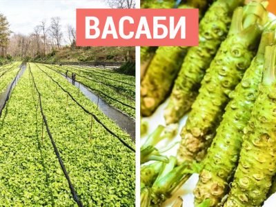 Интересные продукты