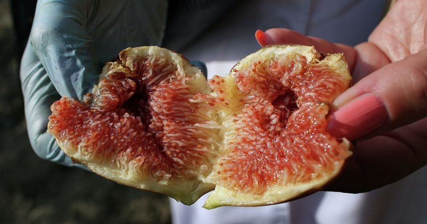 Инжир: польза и вред для организма человека