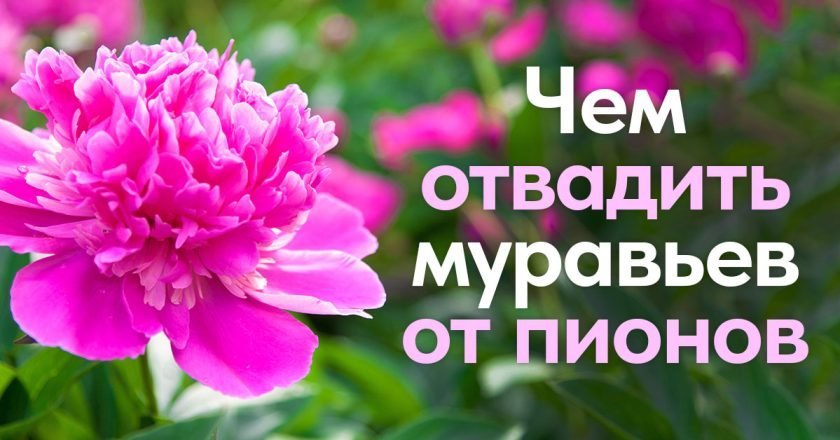 избавиться от муравьев на пионах