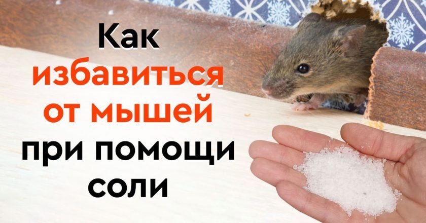 Как избавиться от мышей в доме навсегда - Со Вкусом