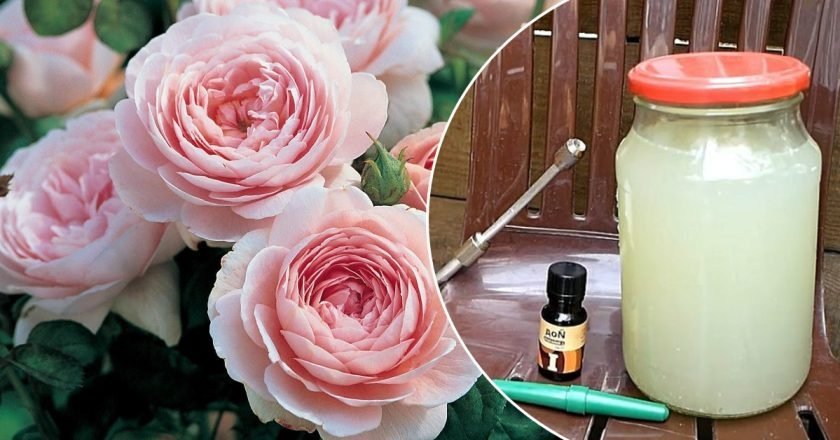 Как бороться с тлей на розах: дедовский метод