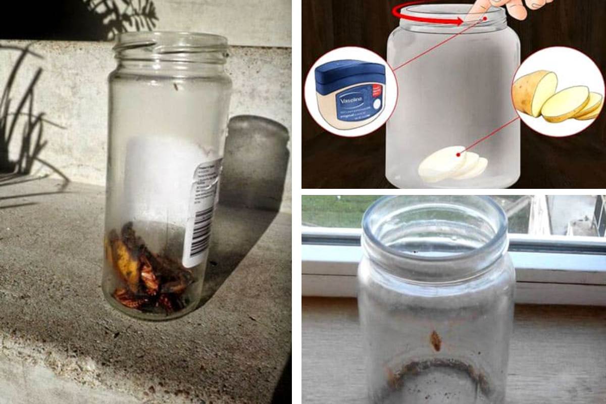 ловушка для тараканов