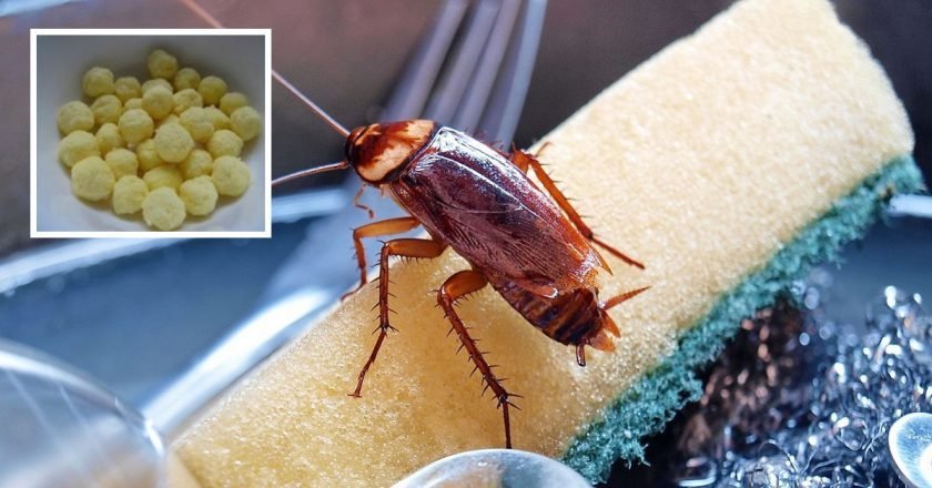 Как быстро избавиться от тараканов в квартире - Со Вкусом