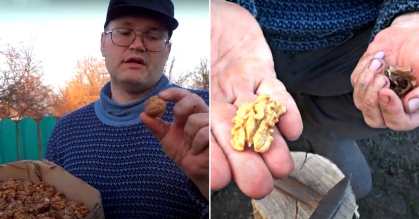 Как чистить орехи на продажу