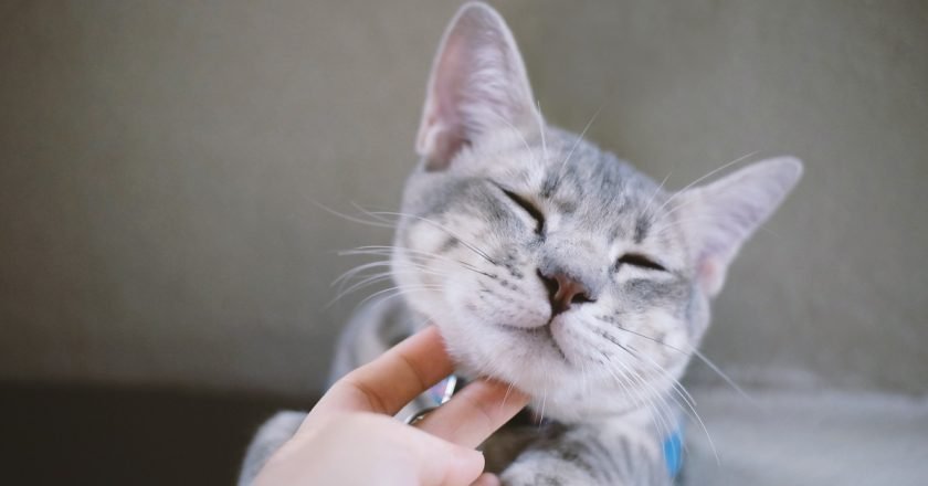 здоровый котик