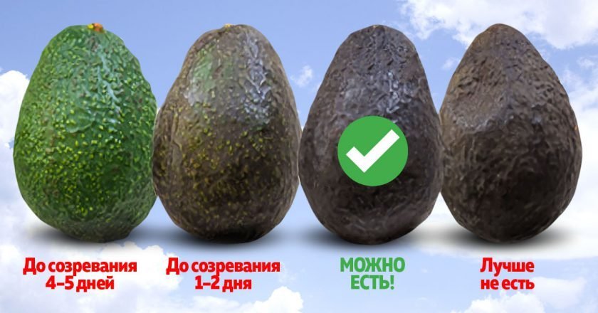 Что нужно чтобы авокадо дозрело. Смотреть фото Что нужно чтобы авокадо дозрело. Смотреть картинку Что нужно чтобы авокадо дозрело. Картинка про Что нужно чтобы авокадо дозрело. Фото Что нужно чтобы авокадо дозрело