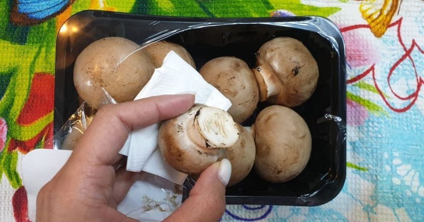 как хранить грибы