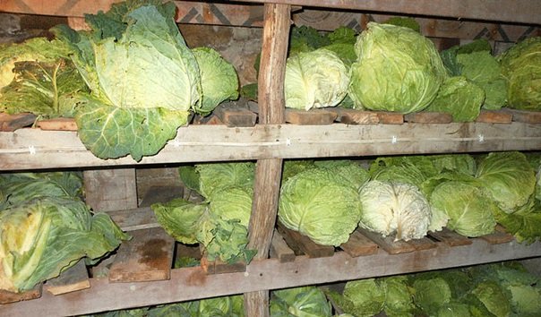 как хранить капусту