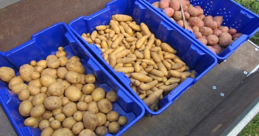 хранение картофеля