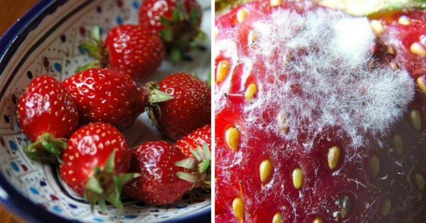 как хранить клубнику