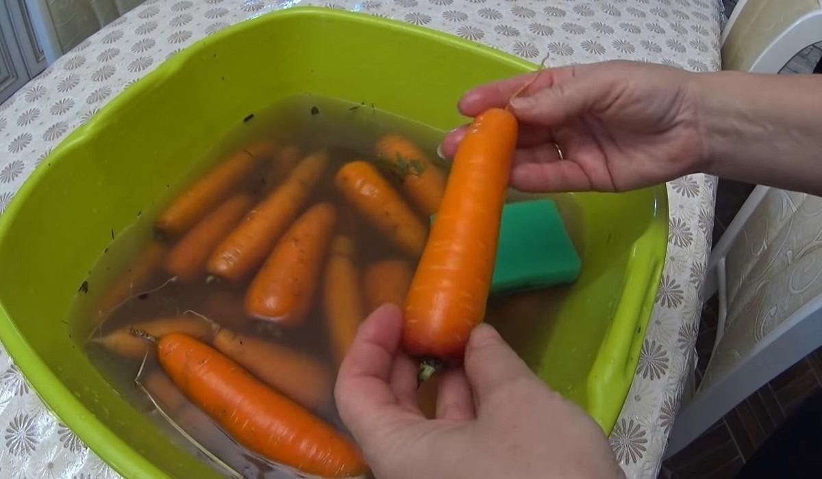  морковь без повреждений 