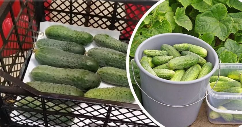 Как хранить огурцы