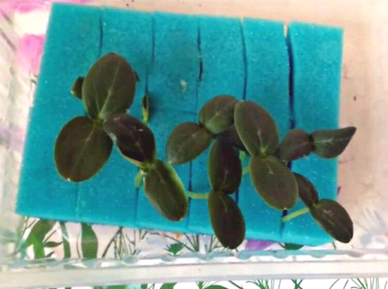 как использовать кухонные губки