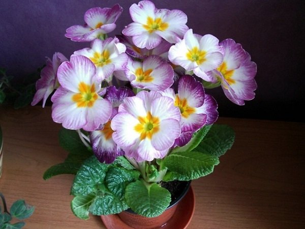 кетчуп на мясе