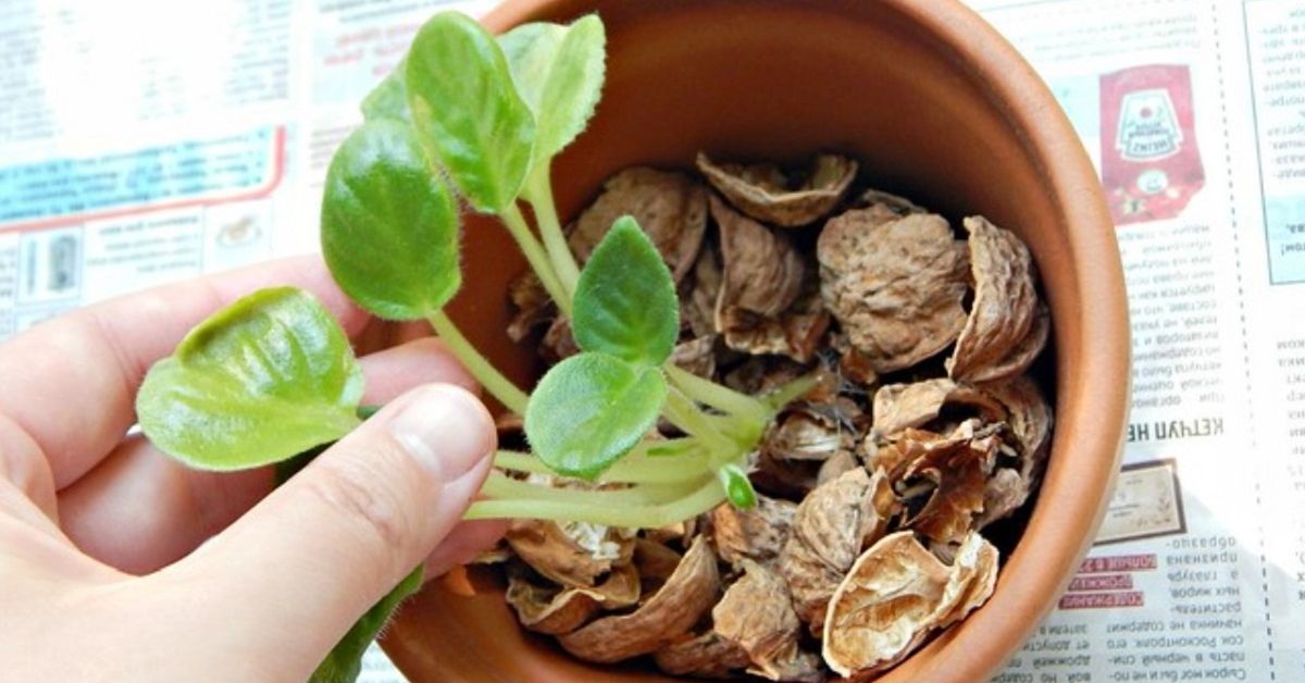 Как использовать ореховую скорлупу для растений