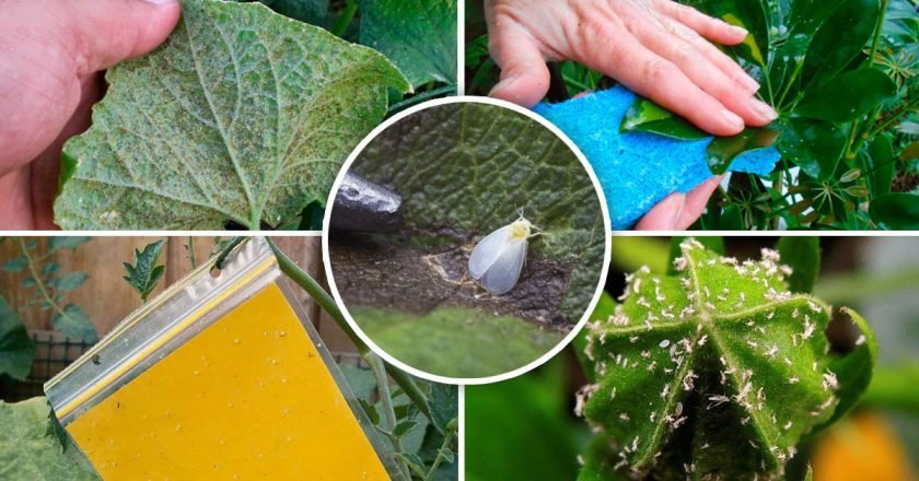 как вывести белокрылку