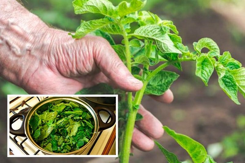 обработка капусты без химии