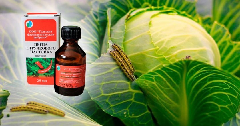 как вывести тлю