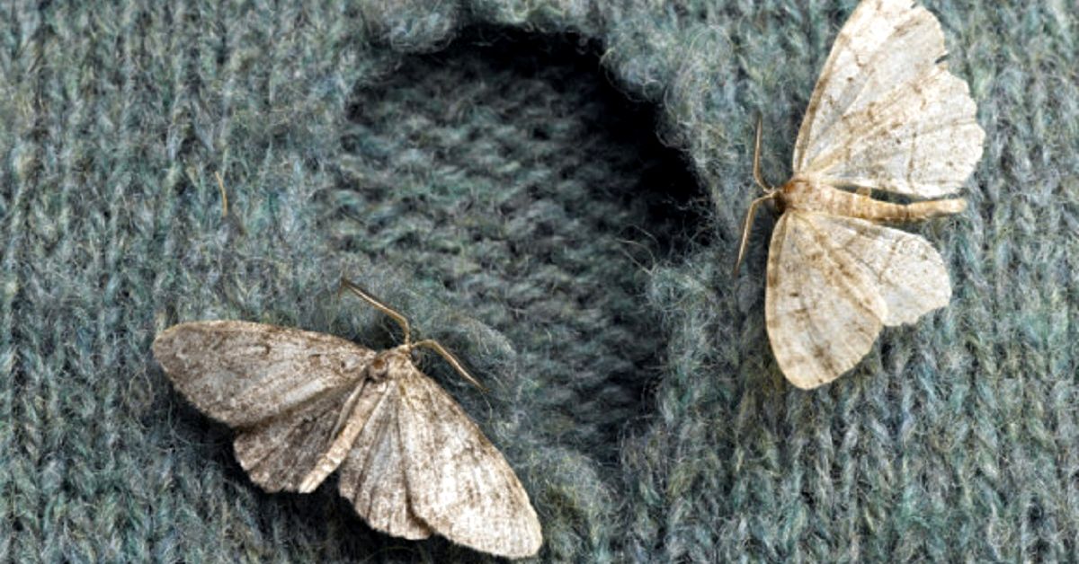 моль в шкафу