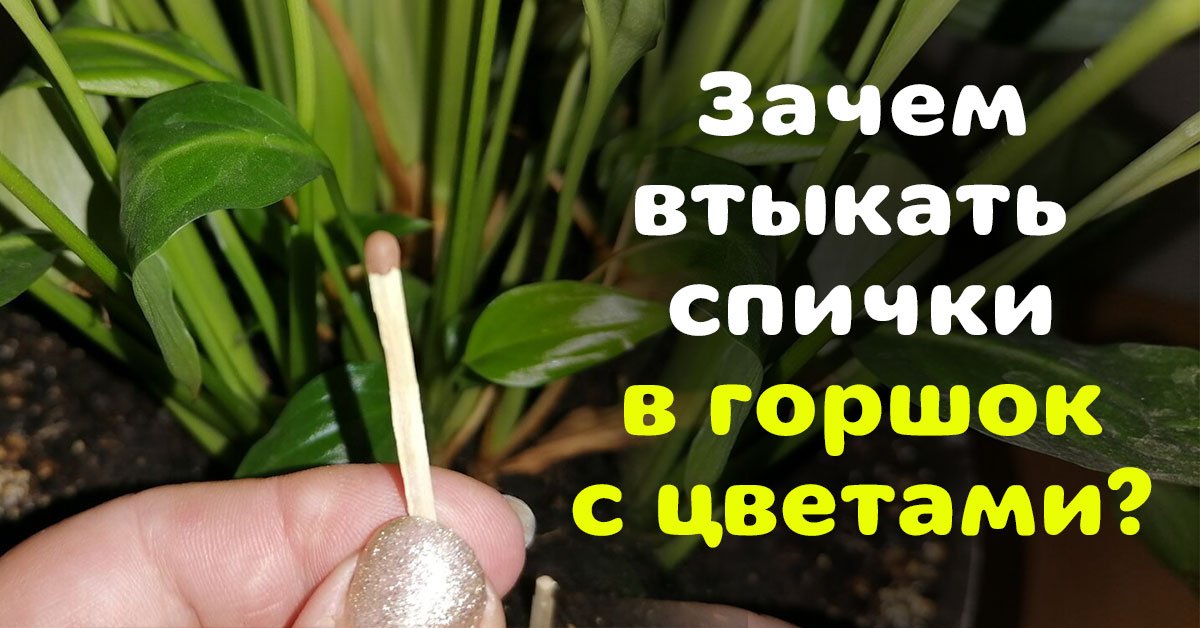 Как избавиться от мошек в цветочных горшках - Со Вкусом