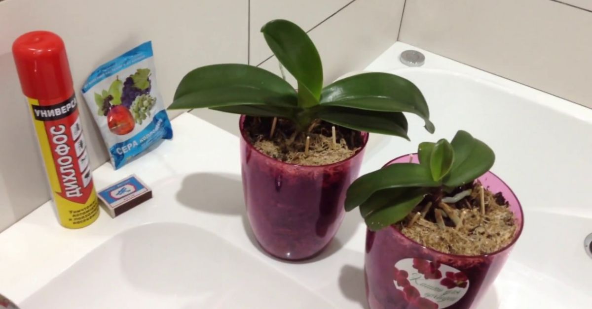 вредители домашних цветов