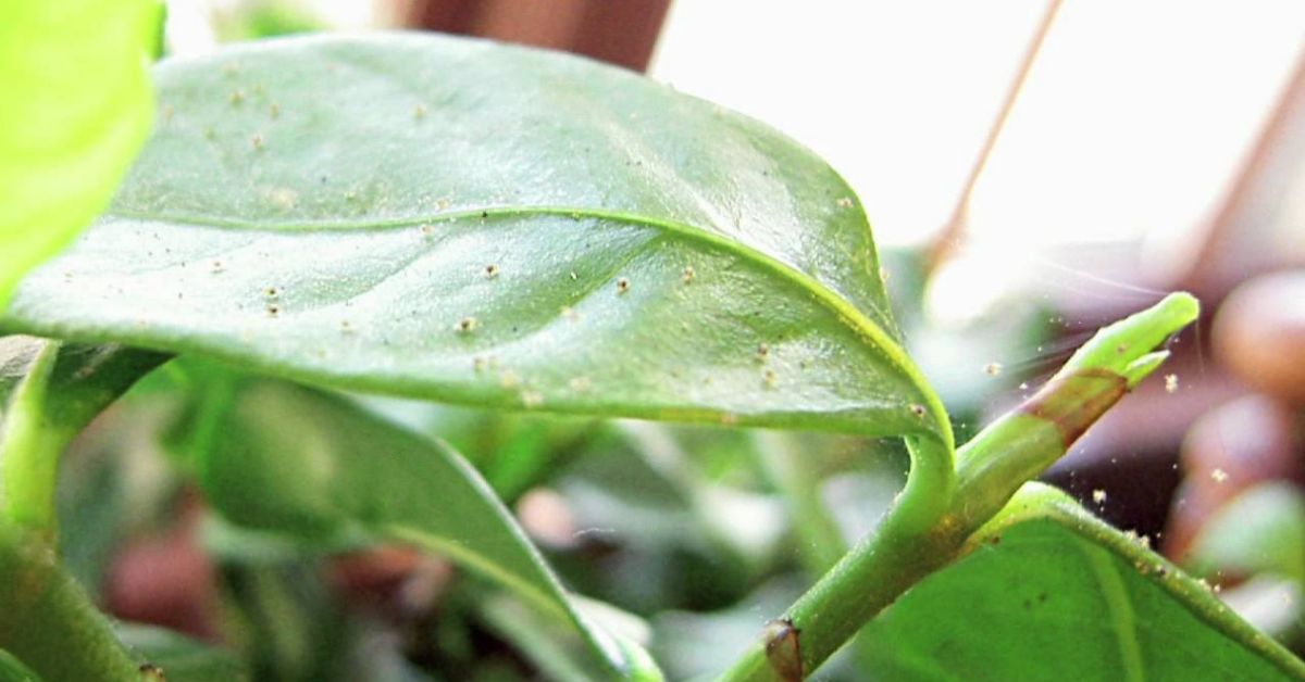 что делать если появились мошки