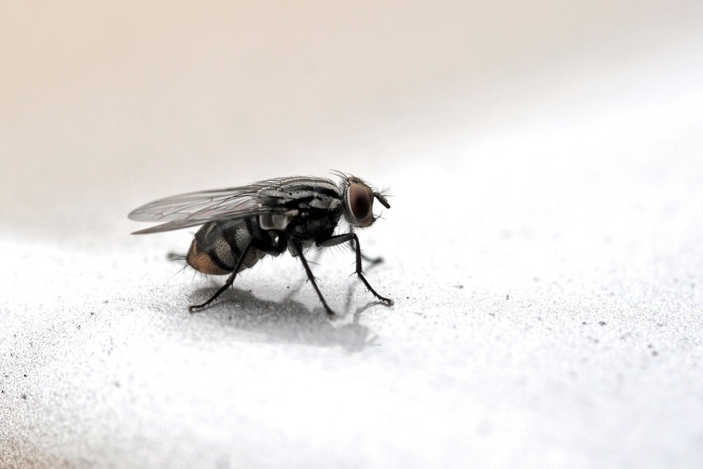 Как избавиться от мух в доме: трюк со свечкой