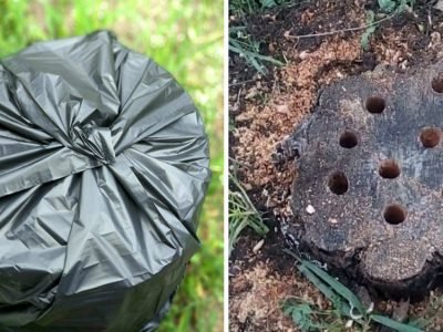 Как избавиться от пня без корчевания