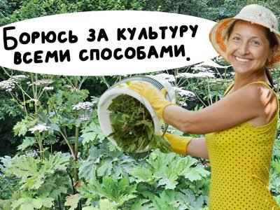 Как избавиться от живучих сорняков на участке