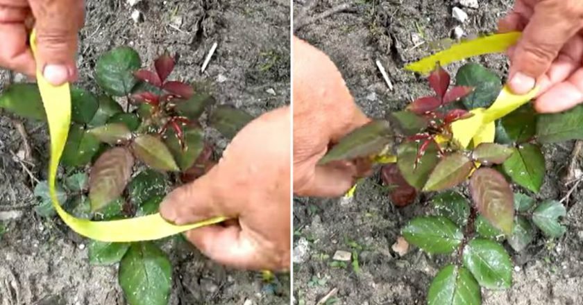 Как избавиться от тли на розах Как избавиться от тли на розах