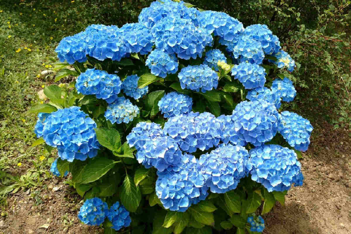 голубая гортензия