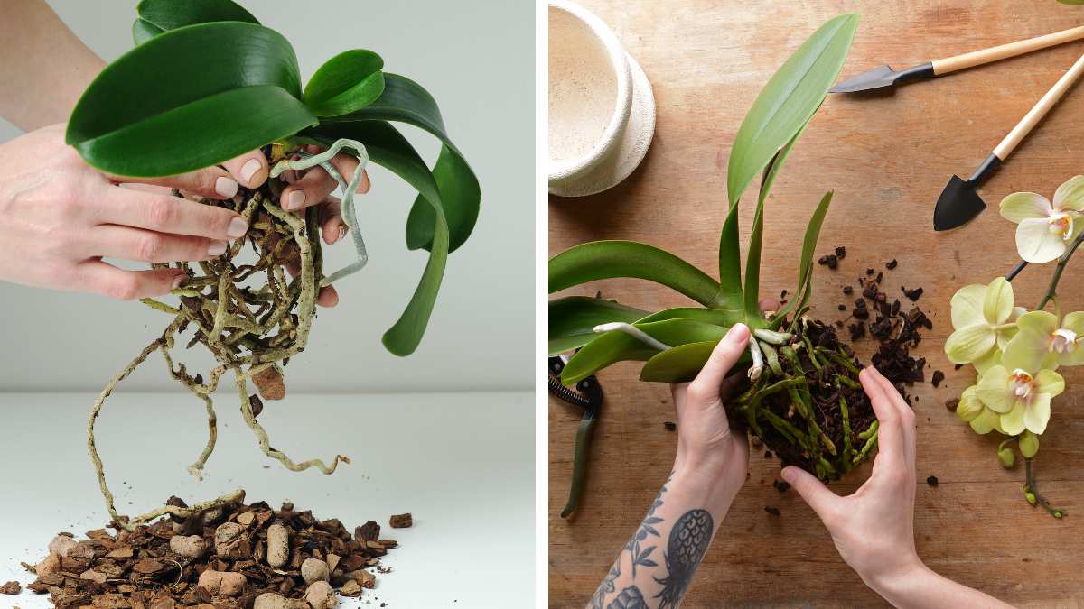 Как оживить орхидею в домашних условиях пошаговое фото