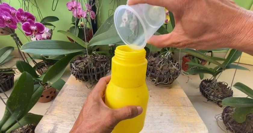 имбирная вода