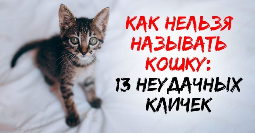 Как назвать котенка: идеи, правила и запреты как назвать кошку