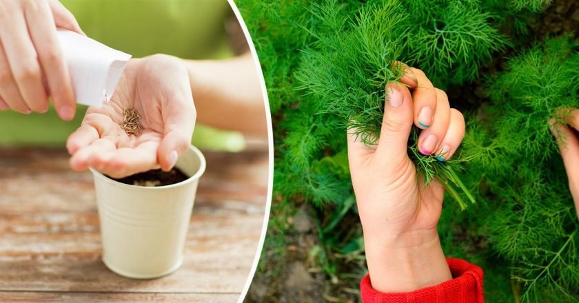 как обработать семена укропа