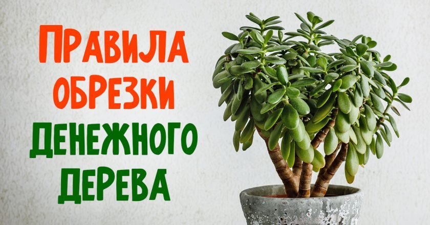 Как обрезать денежное дерево: все тонкости как обрезать денежное дерево