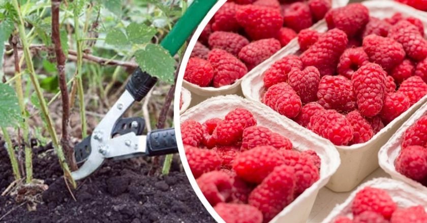 как обрезать малину