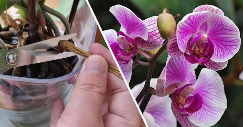 как обрезать орхидею