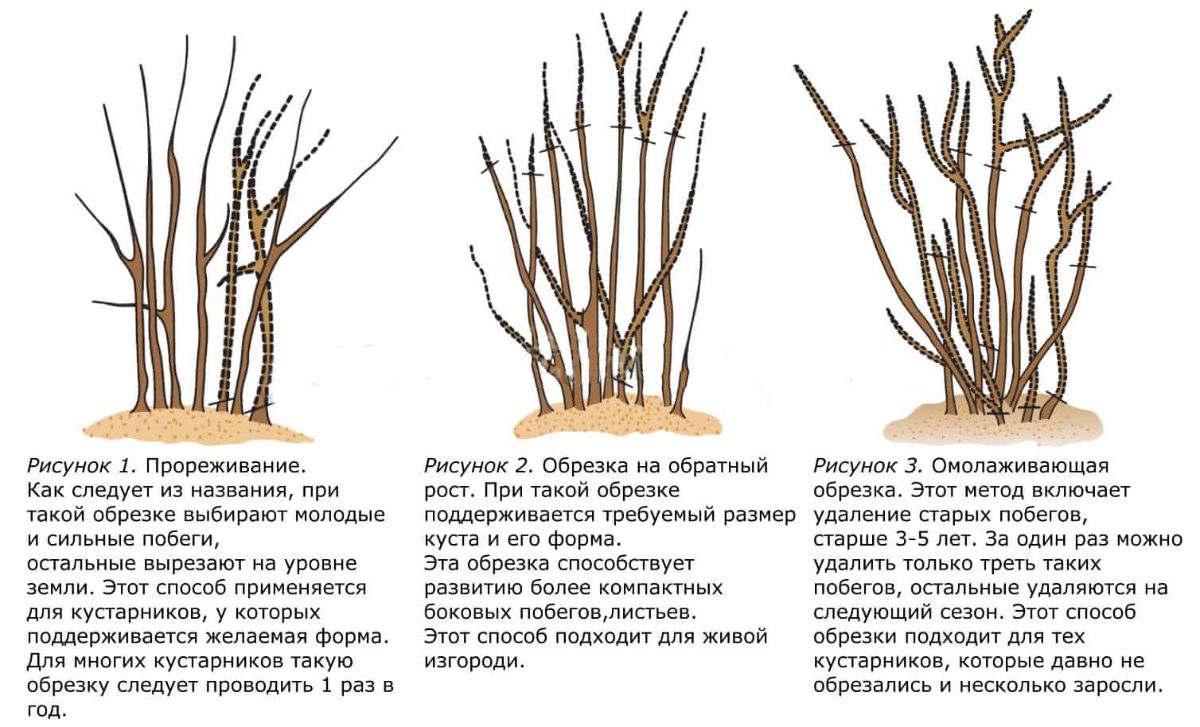 Как подрезать сирень после цветения схема