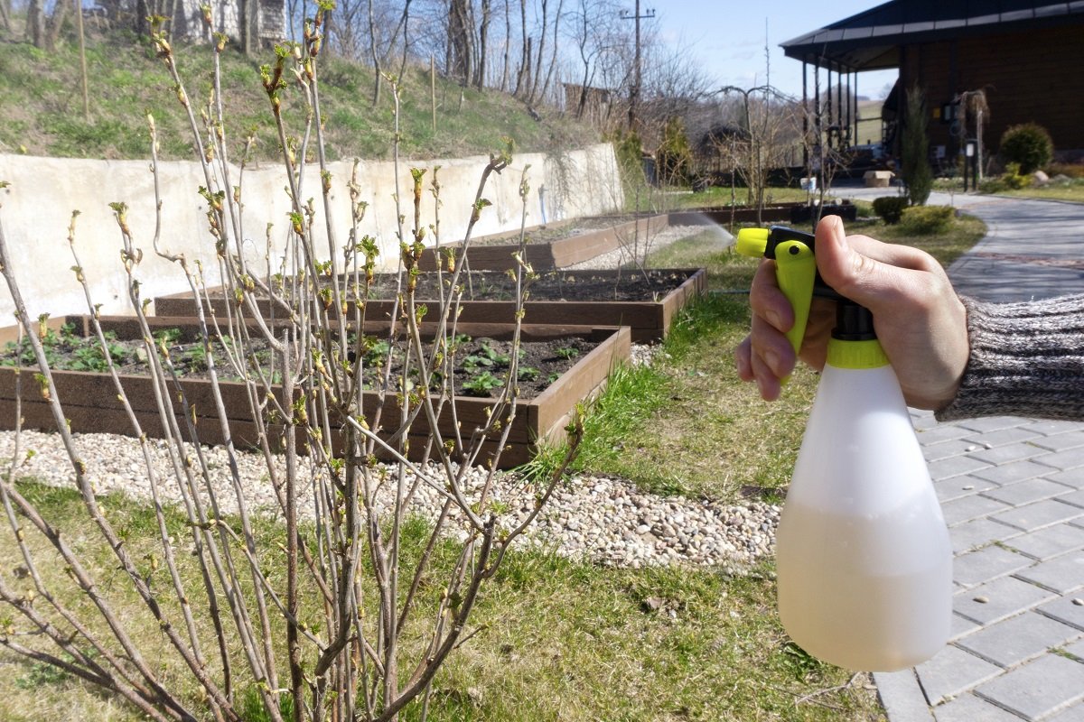 как обрезать смородину