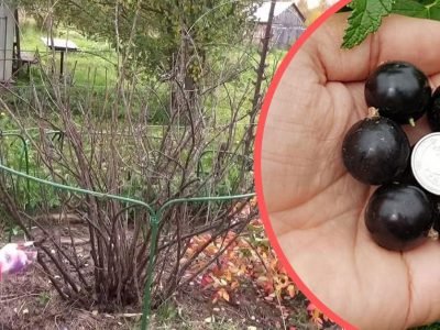 Как обрезать смородину